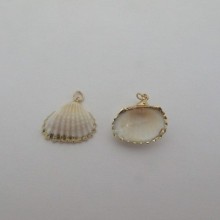 10 pcs Shells about 19-23mm