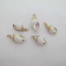 10 pcs shells about 25-30mm